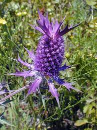 The bottom line is that most organic postemergence herbicides have limited use in turf and are better suited to weed control in parking lots, fence rows, and other bare ground applications. Thistle Identification Oklahoma State University