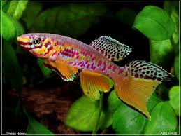 Let S See Your Killies Fish Breeding Aquarium Fish Tropical Fish Store