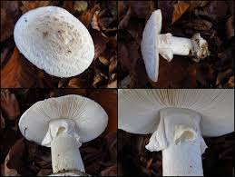 Gelber Knollenblatterpilz Weisse Variation Amanita Citrina Var Alba