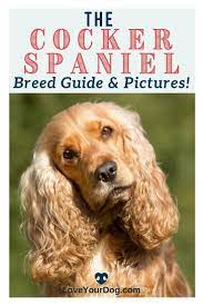 Cocker Spaniel Breed Info Traits Temperament Characteristics More Dog Crate Cocker Spaniel Cocker Spaniel Breeds