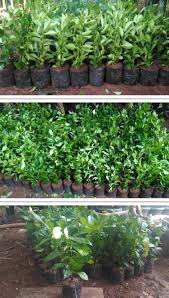 Tanaman hias berfungsi untuk memberikan kesan asri dan segar, selain itu tanaman hias juga berguna sebagai penetralisir polutan pada lingkungan rumah anda. Jual Pohon Teh Tehan Pagar Murah Di Bekasi Jual Bibit Tanaman Pagar Di Bekasi Suryataman