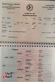 مراحل تسجيل شهادة ميلاد المهرات العربية من ولادتها وحتى استخراج باسبور سفر الزراعة ترقيم المواليد وختم الحيوان بمكتب الزهراء لعدم اختلاط الأنساب سحب عينات تحليل Dna لإثبات أصالة نوع الحيوان اليوم السابع