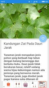 Maybe you would like to learn more about one of these? Manfaat Daun Jarak Fur Android Apk Herunterladen