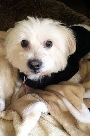 Should there not be any maltese puppy listings shown, please complete the form accordingly to register your interest in buying an maltese. Bridgewater Nj Maltese Meet Tito A Pet For Adoption