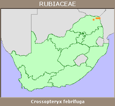 Image result for Crossopteryx