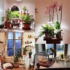 Do you have to water houseplants in winter? 6 Month After Buying My First Carnivorous Plants The Obsession Won Even With My Low Light North West Facing Room And The Winter This Is My Little Friends Indoorgarden