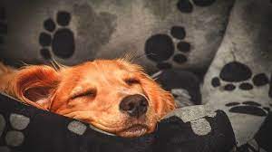 Dogs Should They Sleep With You At Night