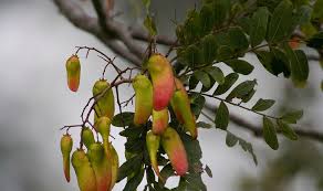 Image result for Schinopsis