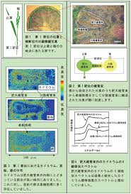 イネでは第 I 節位で穂へのカドミウム輸送が制限されている 農業環境技術研究所