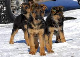Male czech ddr working sire, west german show line dam. German Shepherd Puppies Colorado Zoe Fans Blog Cute German Shepherd Puppies Shepherd Dog German Shepherd Puppies