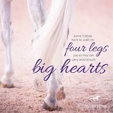 Epingle Sur Chevaux