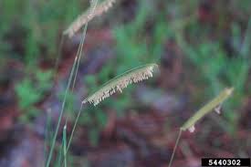 Image result for Ctenium