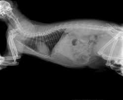 The fur that is not digested while clinical signs of hairballs may vary, common symptoms include decreased appetite, constipation, and vomiting. Intestinal Blockage In Cats Symptoms And Treatment