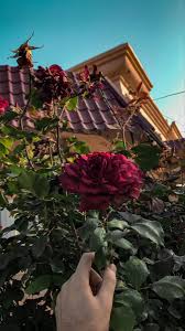 pin by mohammad assem محمد عاصم on rose plants rose