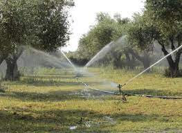 Polikarbon seralarda biberi sulamak, çeşitli sulama yöntemleri ve bir barınakta biber yetiştiriciliği hakkında bir video. Zeytinde Sulama Gemlik Zeytin Ve Zeytinyagi Gemlikzeytini Gen Tr