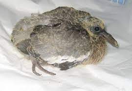 Wood Pigeons Pigeon And Dove Rescue Uk