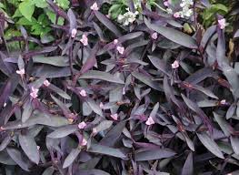 Image result for Tradescantia pallida