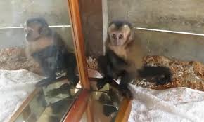 Capuchin monkey behavior and temperament. Capuchin Monkey S Hilarious Reaction The First Time It Encounters A Mirror Daily Mail Online