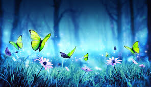 Image result for butterfly