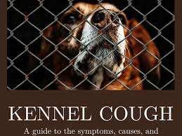 How do you treat kennel cough at home. Kennel Cough Causes Symptoms And Treatment Pethelpful