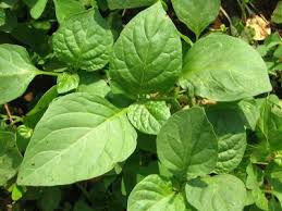 The old norse word saga means 'story', 'tale' or 'history' and normally refers specifically to the epic prose narratives written mainly in iceland. How To Grow Managu Nightshade Farmlink Kenya