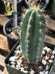 Tall bright green and wavy cactus or cacti (cereus hildmannianus in latin) in botanical garden. Botanical Curiosities Spadefoot Nursery