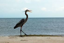 Hours may change under current circumstances Top 6 Fun Things To Do On St George Island With Kids