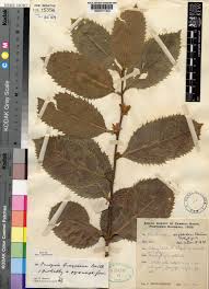 Image result for Paropsia