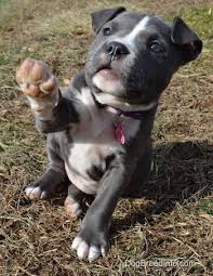 Raising A Puppy Mia The Blue Nose American Bully Pit 8 Weeks Old Pit Puppies Puppies Pitbull Puppies