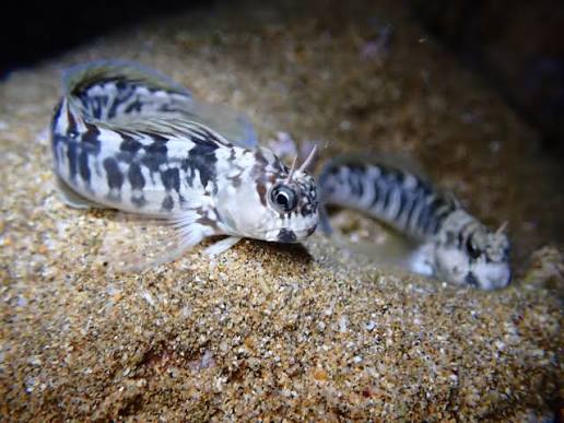 Zebra Blenny (Istiblennius zebra) · iNaturalist