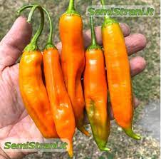 Aji Amarillo Pure Seeds Semi Strani Di Carlo Martini