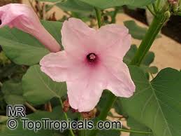 Image result for Ipomoea carnea