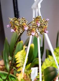Image result for Bulbophyllum elliotii
