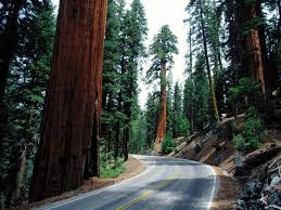Maybe you would like to learn more about one of these? Redwood National Park Wallpapers Wallpaper Cave