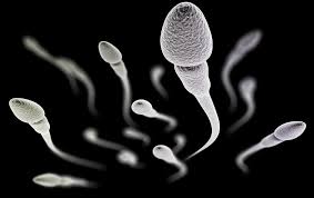 Celulas Madre De Esperma Primer Paso Hacia El Tratamiento De La Infertilidad El Medico Interactivo