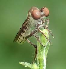 Image result for Ficalhoa