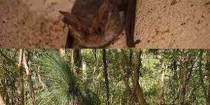 Super Saturday Session: Microbats and Landcare in Cooranbong