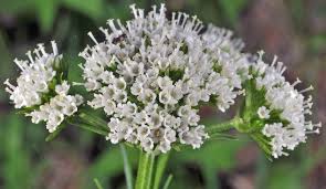 Image result for Valerianaceae