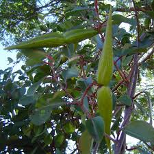 Image result for Cryptolepis cryptolepioides