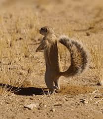 Animals that start with h; 56 Animals That Start With X Weird Wonderful Kids N Clicks
