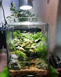 Amazing Glass Bottle Garden Terrarium With Amano Shrimp Video Indoor Water Garden Bottle Garden Garden Terrarium