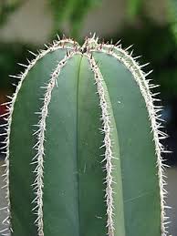 Image result for Lophocereus marginatus