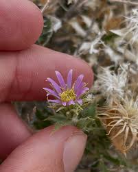 Image result for Heisteria zimmereri