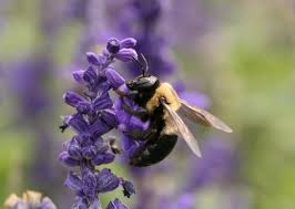 Planting flowers that bees are fond of is a great initiative to contribute to the bee preservation. Eastern Carpenter Bee Wikipedia