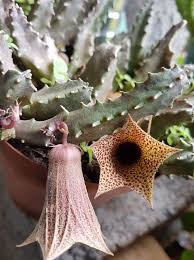 Image result for Crabbea kaessneri