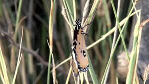 Image result for Stathmostelma gigantiflorum