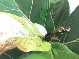 Red Or Brown Spots On Fiddle Leaf Fig New Growth Fiddle Leaf Fig Tree Fiddle Leaf Fig Fiddle Leaf