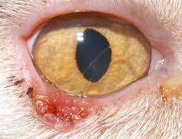 This cat had an eyelid mast cell tumour which was removed. Ophthalmology Veterian Key