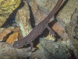 Image result for Craterostigma newtonii