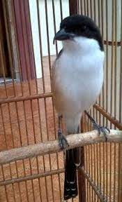 Ciri Ciri Cendet Madura Kepala Hitam Blangkon Gondrong Bang Kicau Ng